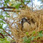 Ein Webervogel in Namibia