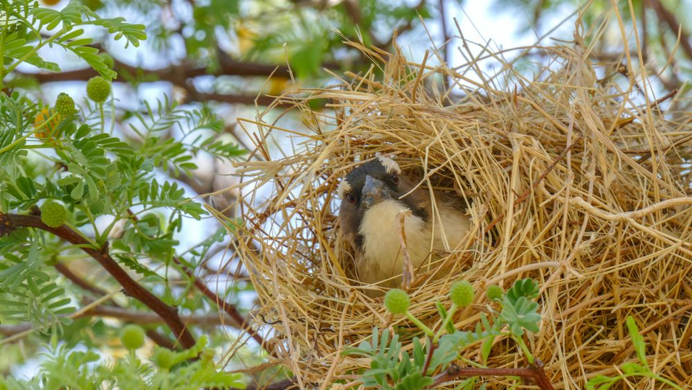 Ein Webervogel in Namibia