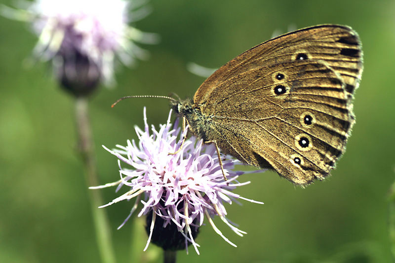 Ein Wedeler Schmetterling