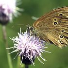 Ein Wedeler Schmetterling