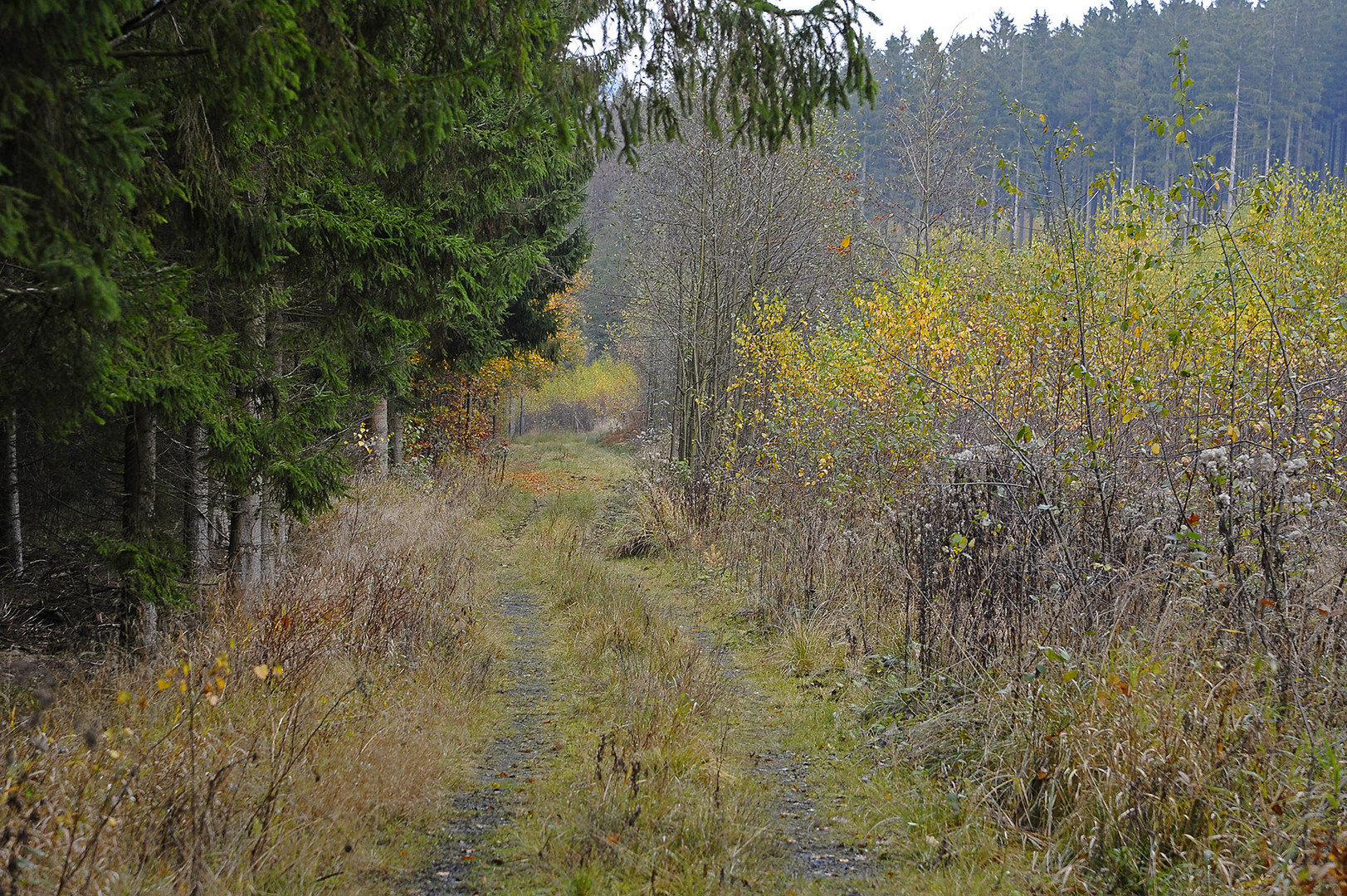 Ein Weg als Trennungslinie zwischen ...