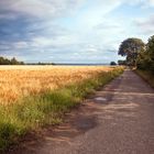 Ein Weg am Kornfeld