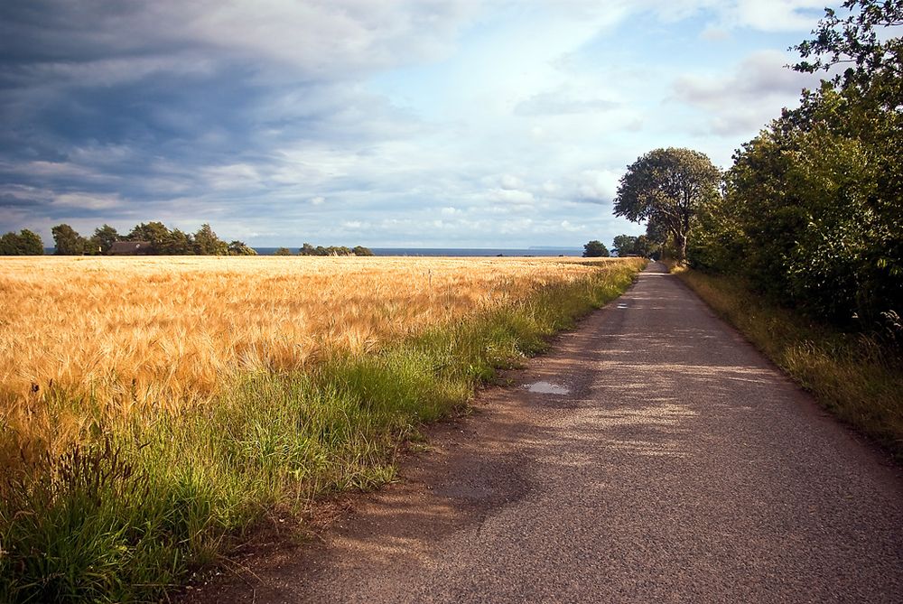 Ein Weg am Kornfeld