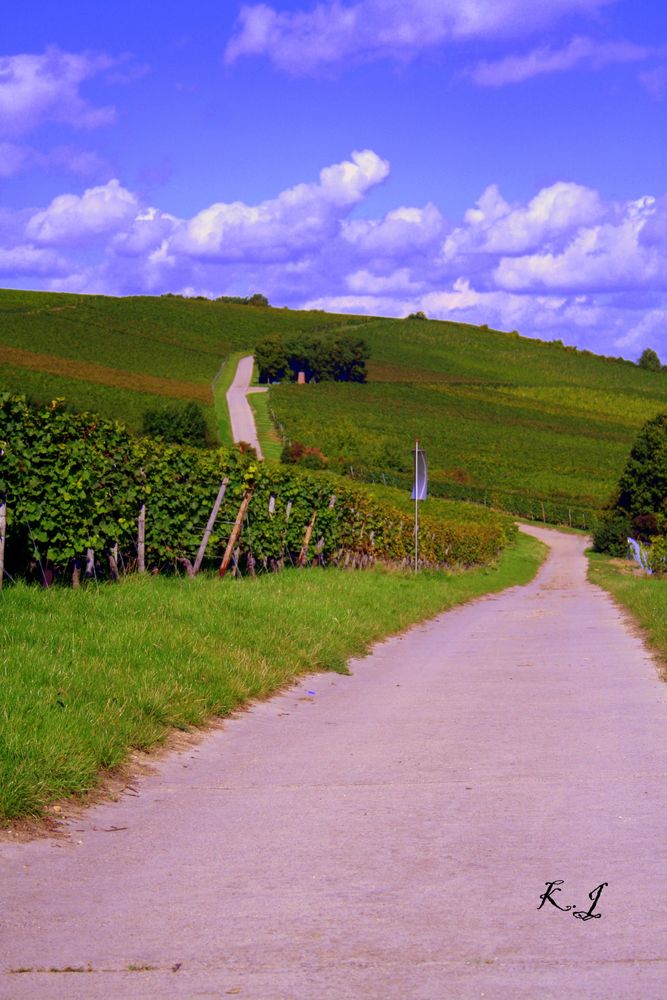 Ein Weg durch die Weinberg von Bodenheim.