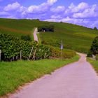 Ein Weg durch die Weinberg von Bodenheim.