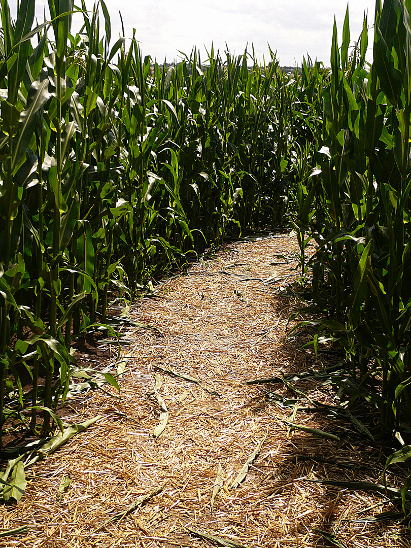 Ein Weg durch's Maisfeld