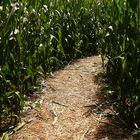 Ein Weg durch's Maisfeld