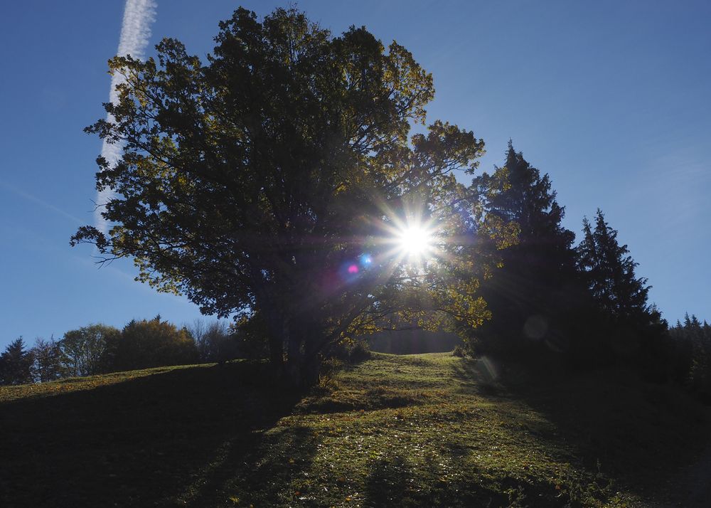 Ein Weg durchs Sonnenlicht