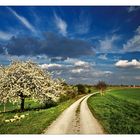 Ein Weg, ein Baum