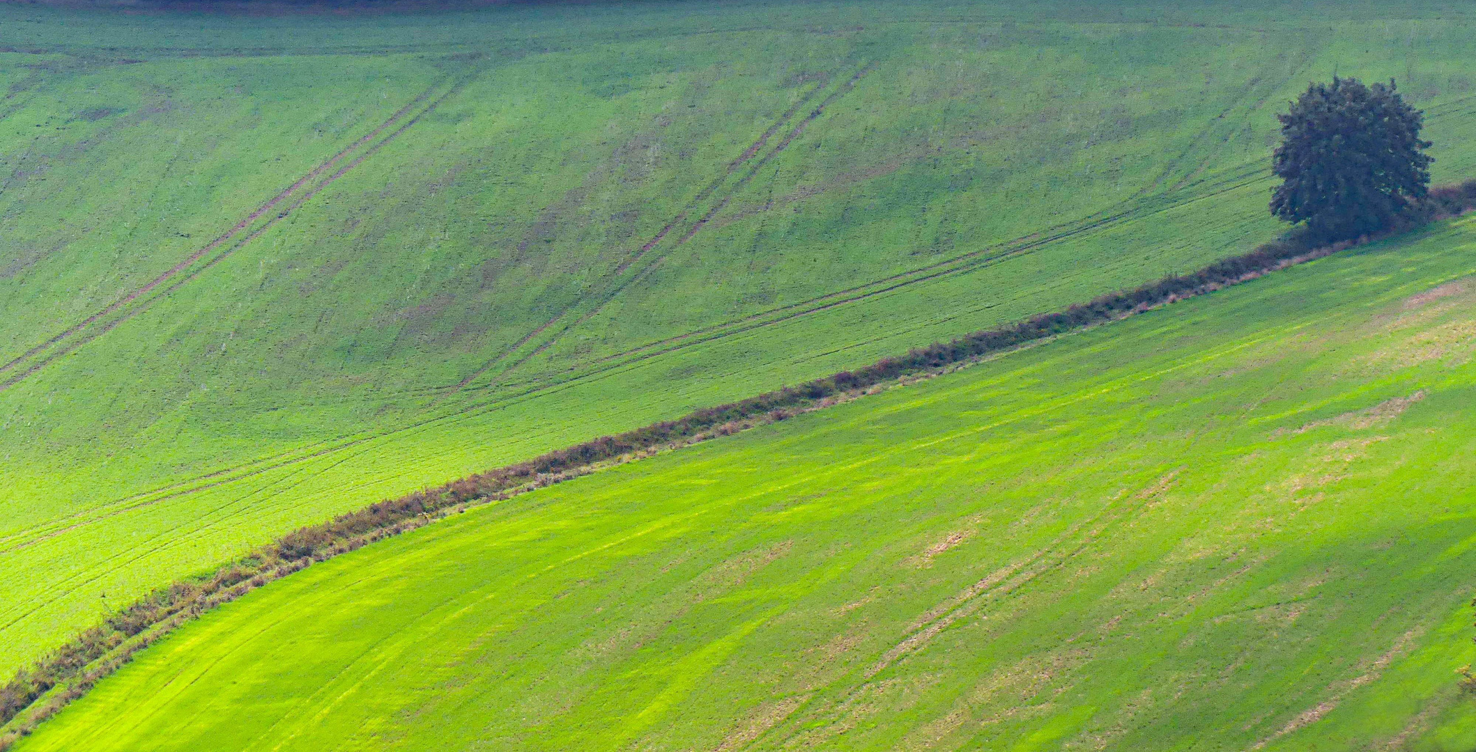 Ein Weg, ein Busch, ein Feld