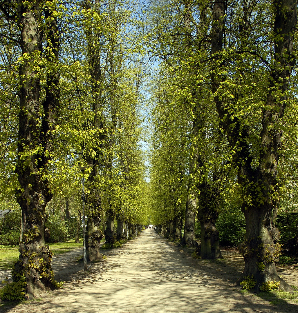 Ein Weg im Frühling