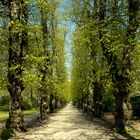 Ein Weg im Frühling