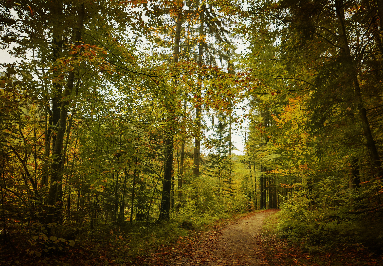 ein Weg im Herbstwald