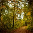 ein Weg im Herbstwald