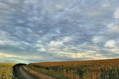 Ein Weg im Kornfeld