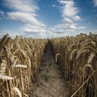 Ein Weg im Kornfeld