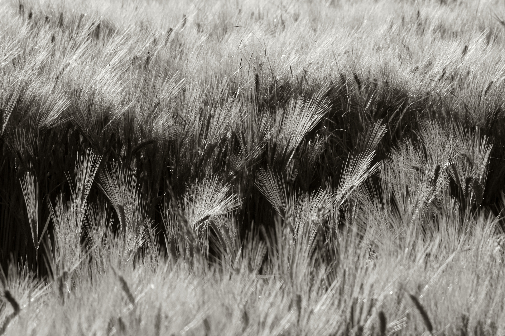 ein Weg im Kornfeld  -  a path within cornfield