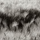 ein Weg im Kornfeld  -  a path within cornfield