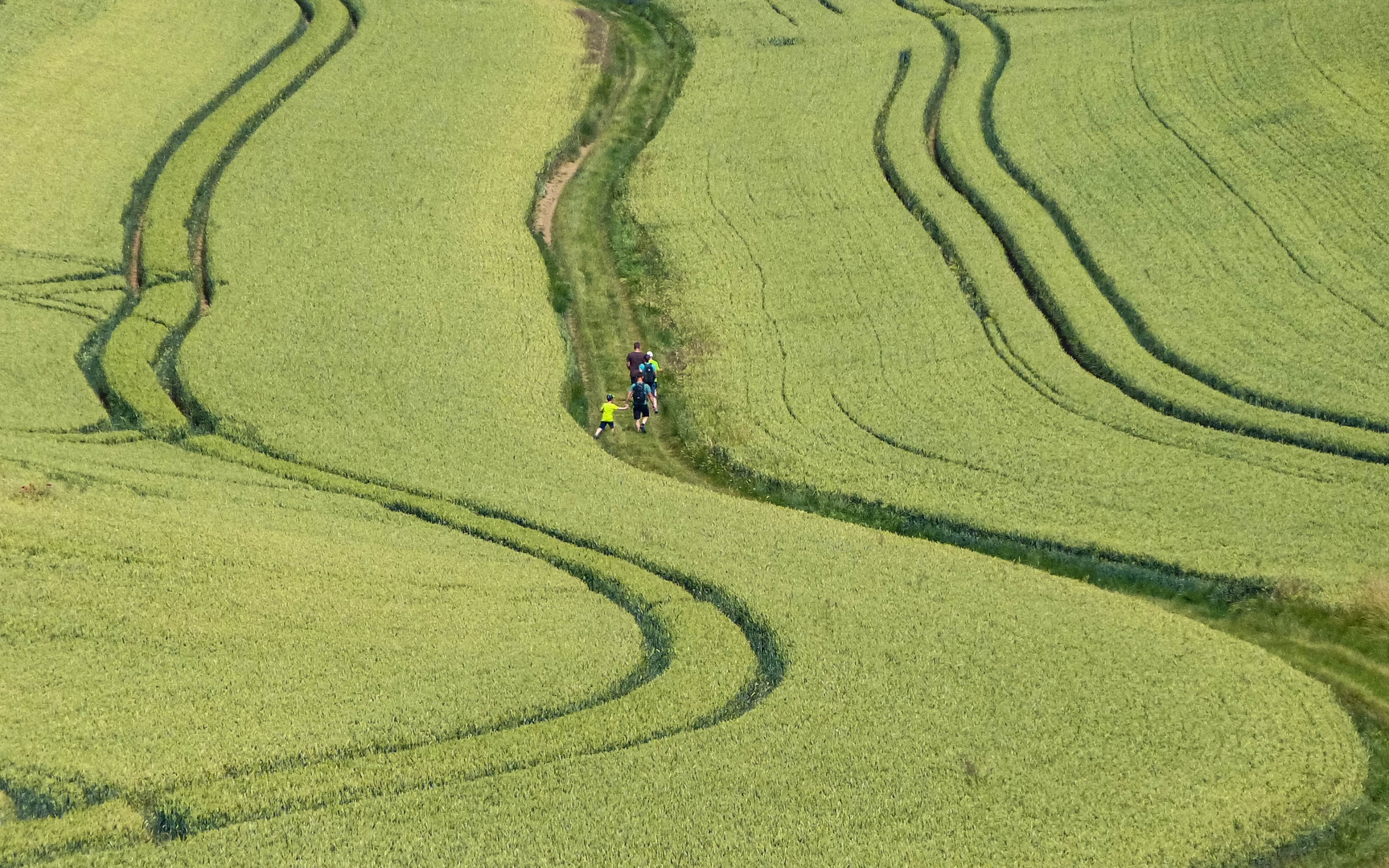 Ein Weg im Kornfeld