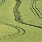 Ein Weg im Kornfeld