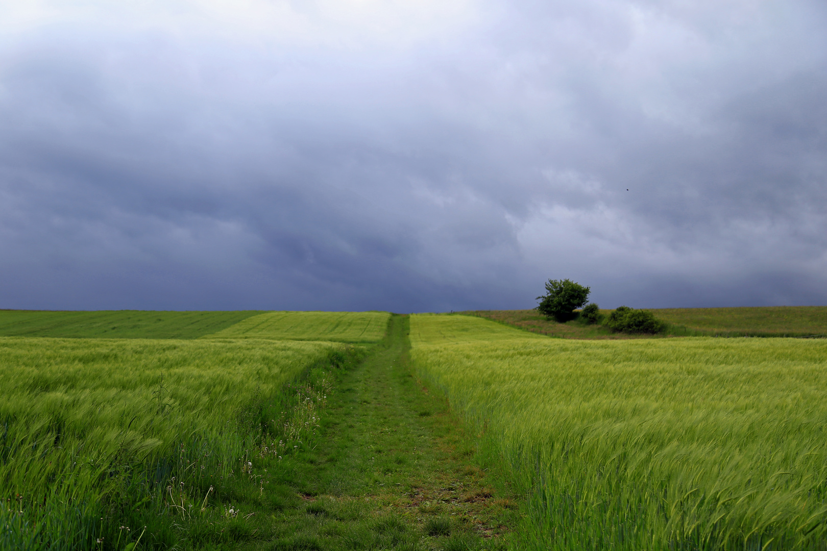 ein Weg im Kornfeld