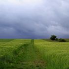 ein Weg im Kornfeld