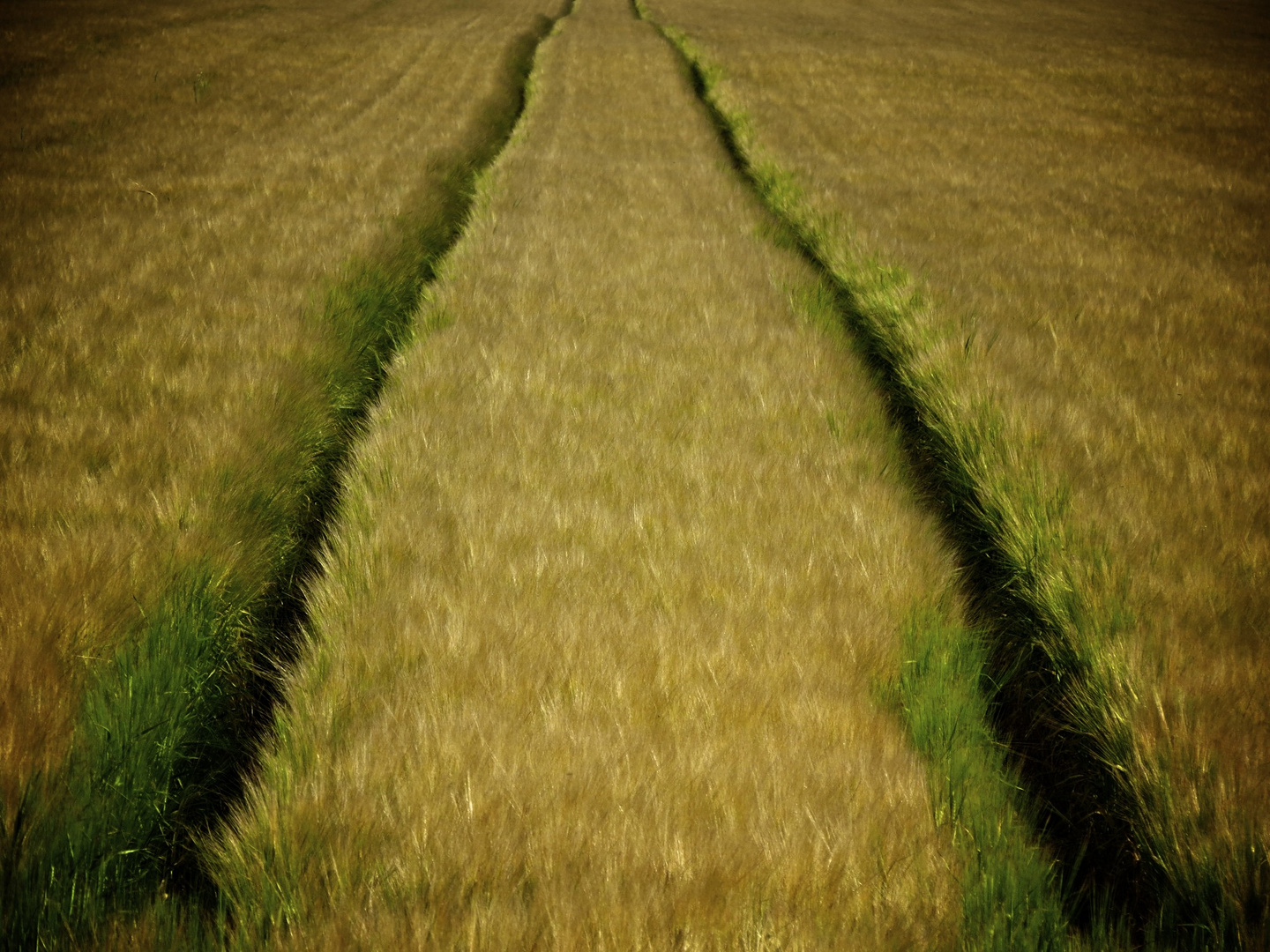 ...ein Weg im Kornfeld.