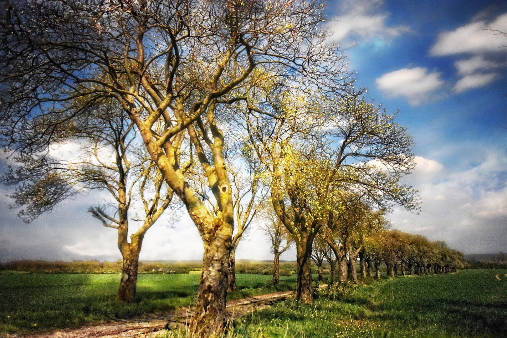 Ein Weg im Licht der Sonne ...