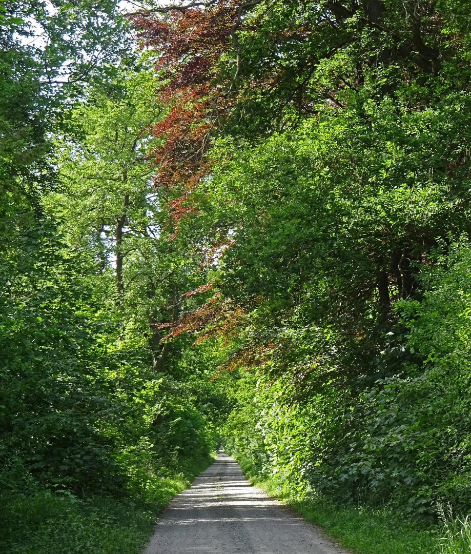 Ein Weg im Stadtforst