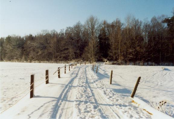 Ein Weg im Winter