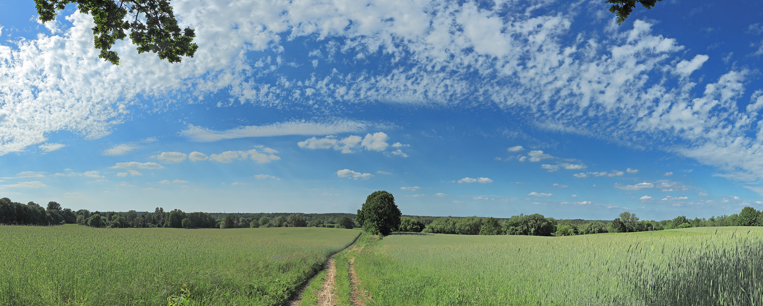 Ein Weg in den Sommer