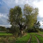 Ein Weg in der Altmark Natur