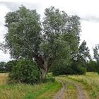 Ein Weg in der Natur