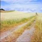 Ein Weg ins Kornfeld