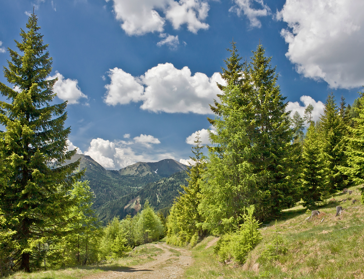 Ein Weg zum Rinsennock