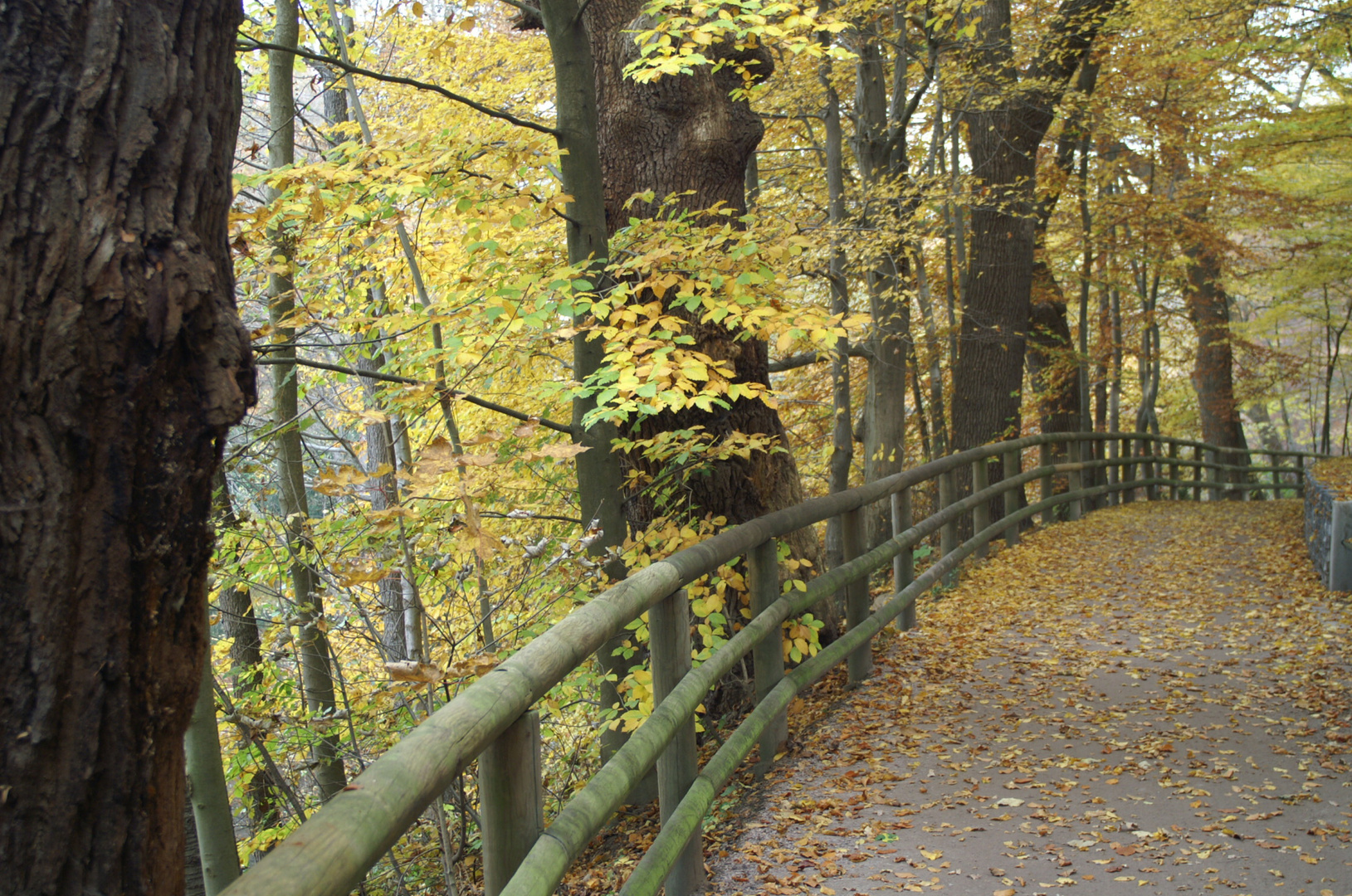 Ein Weg zum Träumen...