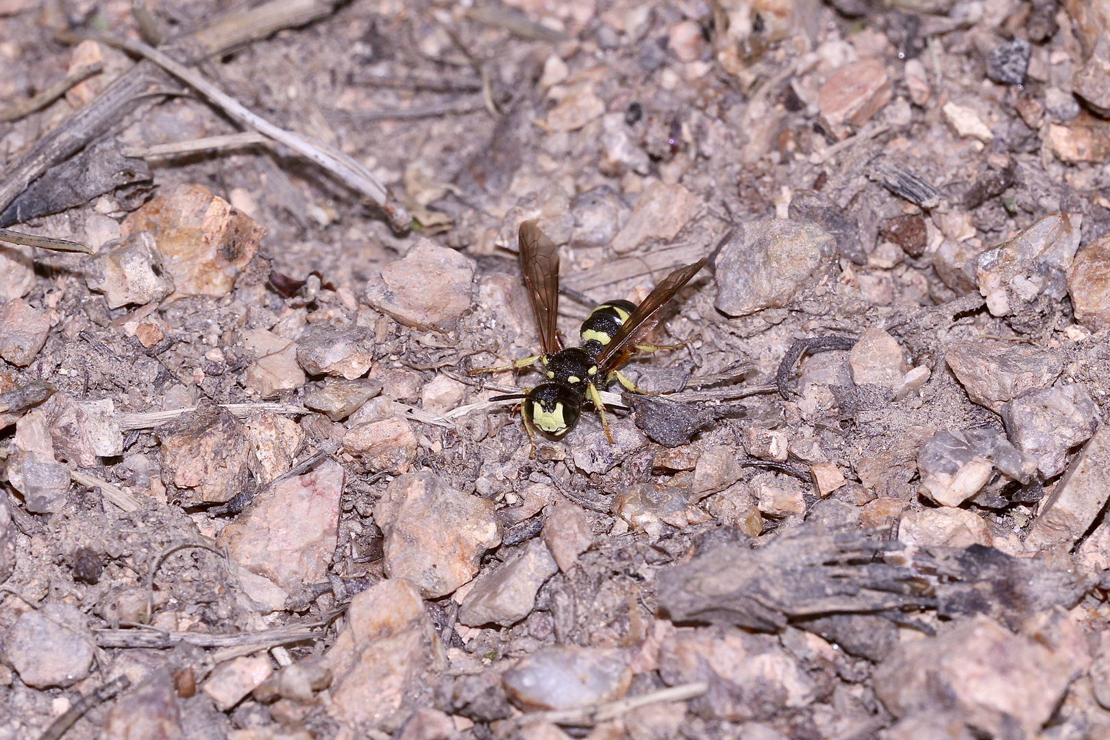 Ein Weibchen der Bienenjagenden Knotenwespe (Cerceris rybyensis) - ...