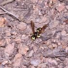 Ein Weibchen der Bienenjagenden Knotenwespe (Cerceris rybyensis) - ...