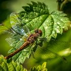 Ein Weibchen der Blutroten Heidelibelle