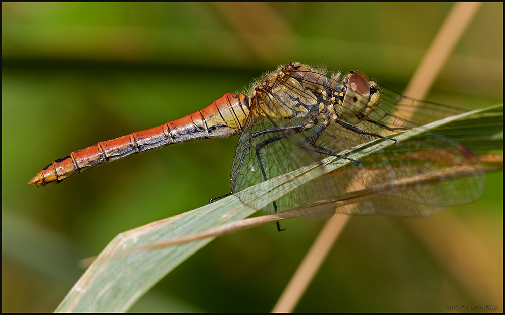 Ein Weibchen der Blutroten Heidelibelle (Sympetrum sanguineum)