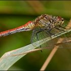 Ein Weibchen der Blutroten Heidelibelle (Sympetrum sanguineum)