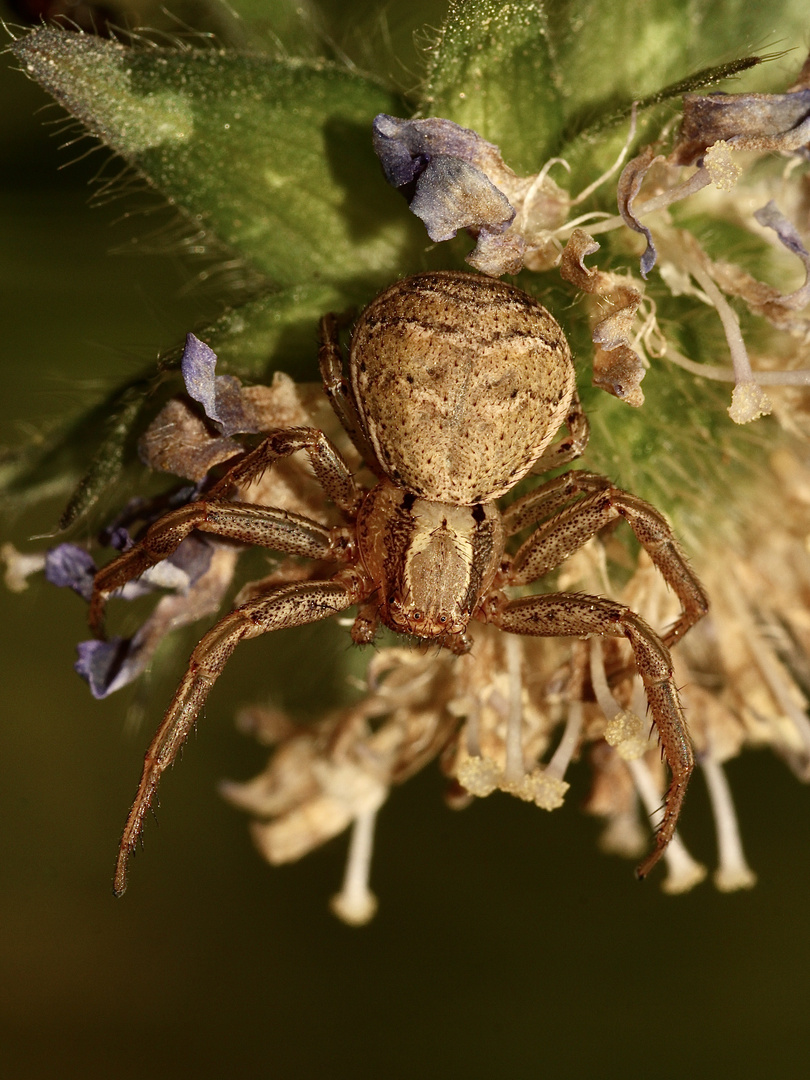 Ein Weibchen der Braunen Krabbensppinne (Xysticus cristatus) ...