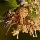 Ein Weibchen der Braunen Krabbensppinne (Xysticus cristatus) ...