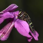 Ein Weibchen der Breitband-Waldschwebfliege (Dasysyrphus tricinctus) ...