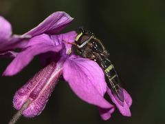 Ein Weibchen der Breitband-Waldschwebfliege (Dasysyrphus tricinctus) ...