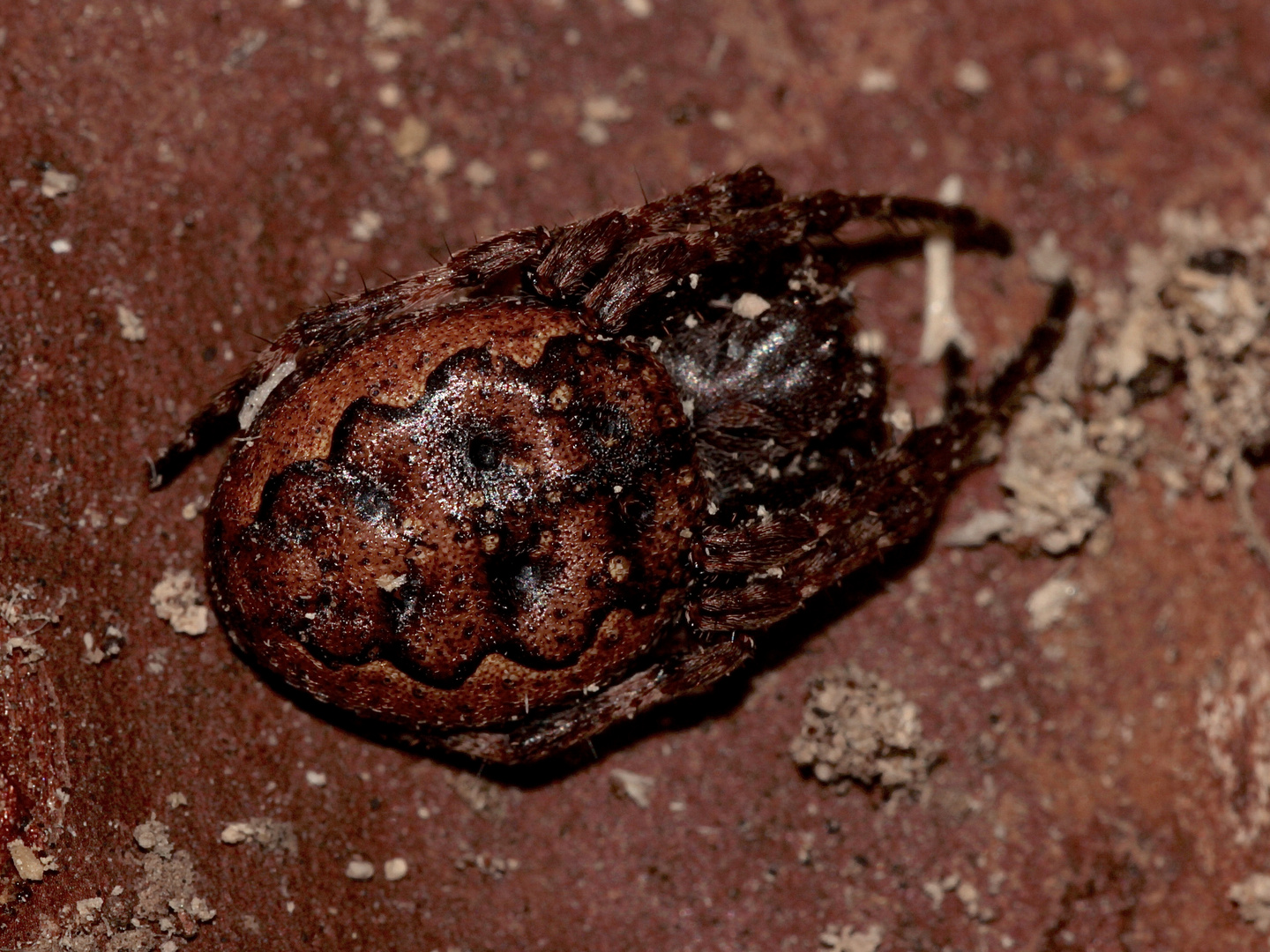 Ein Weibchen der Brückenkreuzspinne (Larinioides sclopetarius)