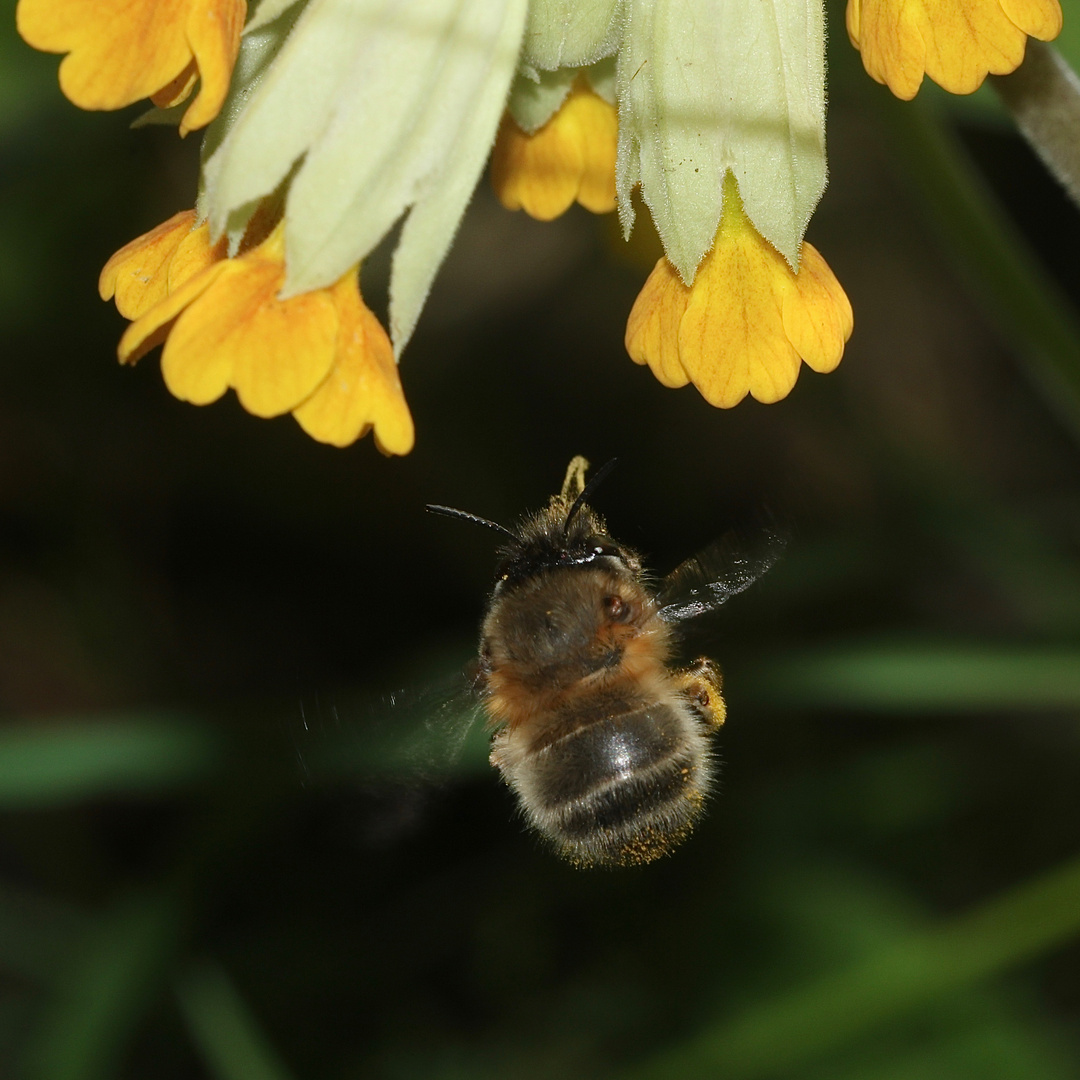 Ein Weibchen der Frühlings-Pelzbiene (Anthophora plumipes)