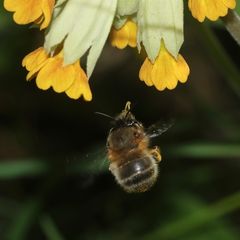 Ein Weibchen der Frühlings-Pelzbiene (Anthophora plumipes)