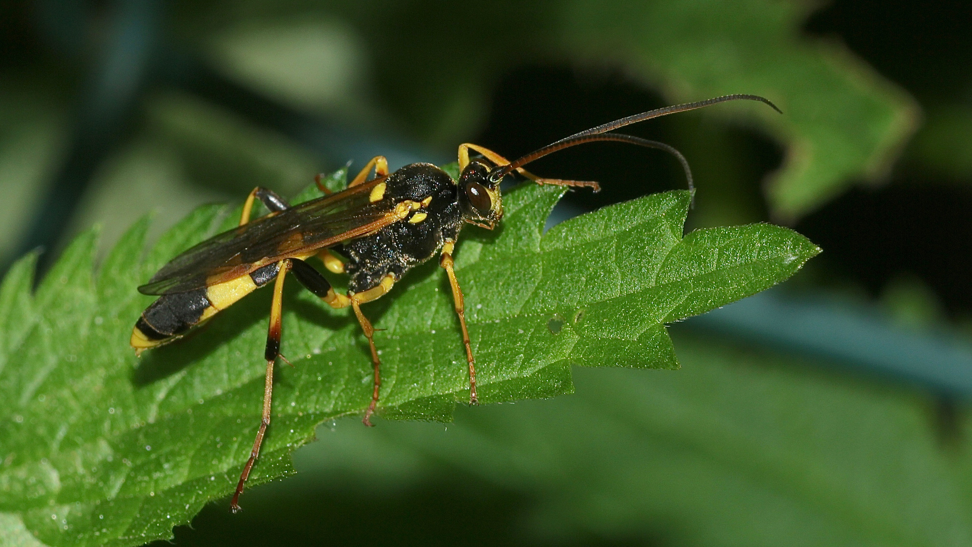 Ein Weibchen der Gelben Schlupfwespe (Amblyteles armatorius)