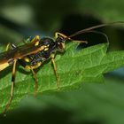 Ein Weibchen der Gelben Schlupfwespe (Amblyteles armatorius)